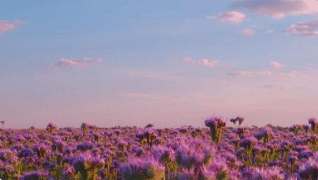 aesthetic roblox flower backround