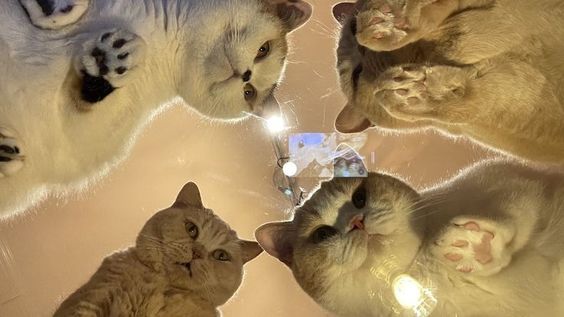 kitty bg again lol