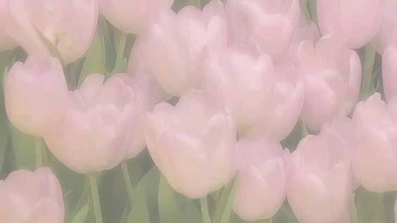 tulip yt<33
