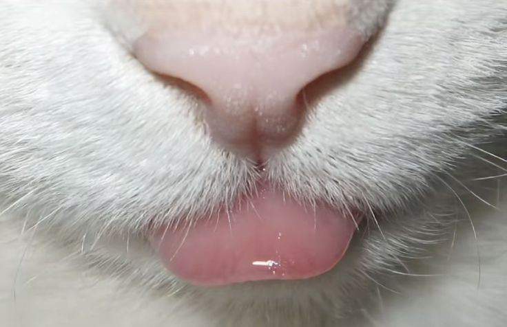 Chat gpt pastel aparence