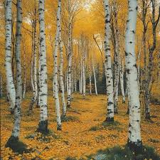 birch tree background