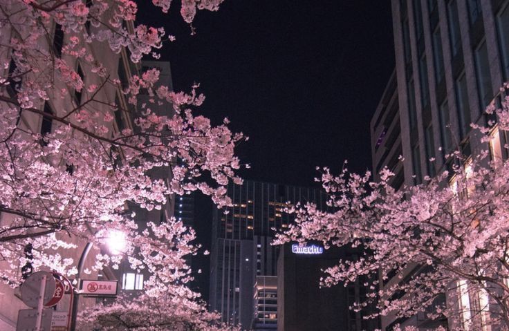 sakura (beta test)