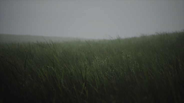 wavy grass