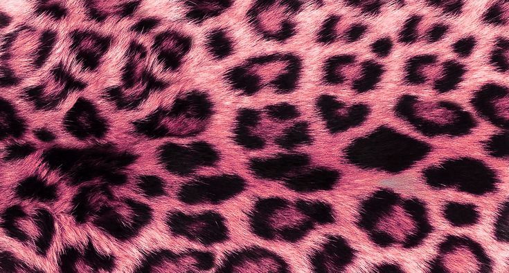Leopardo