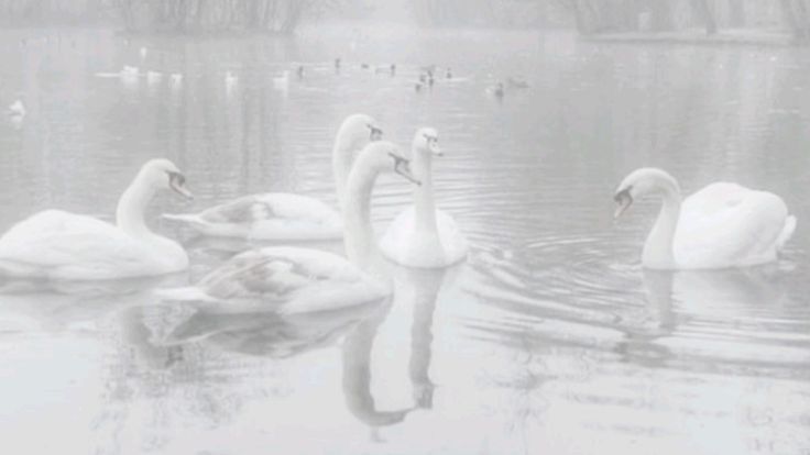 Whit angelic background