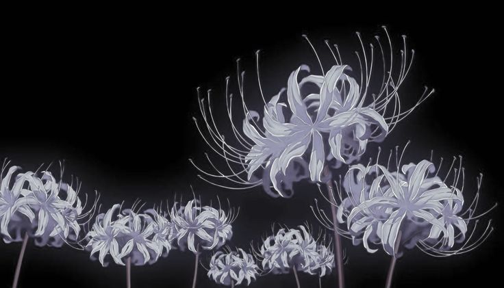 spider lily theme