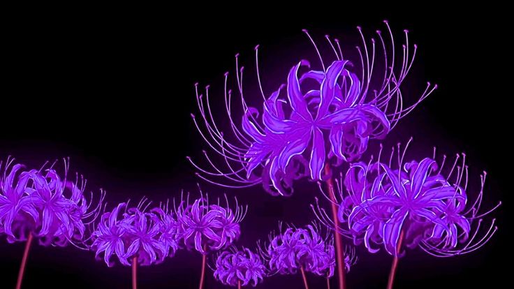 purple spider lily for tiktok