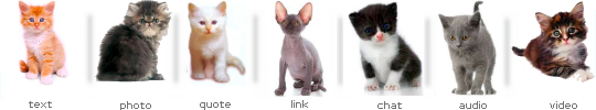 kitten tumblr dashboard icons