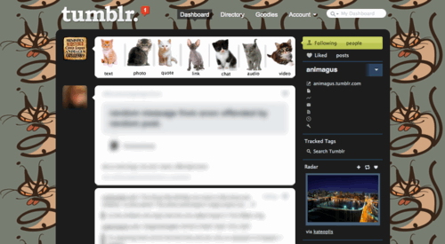 kittens tumblr dashboard