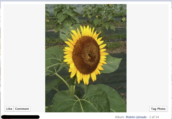 Facebook Photo Snowbox Alignment Fix