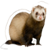 Ferret Cursor 5