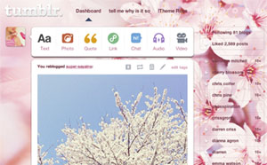 Sweetness; Cherry Blossoms