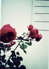 Theme new tumblr - 16
