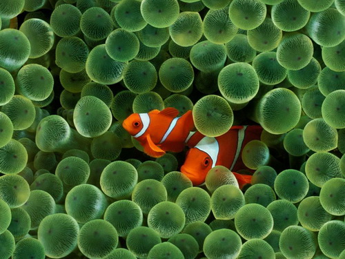 facebook_nemo