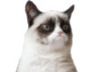 Icons for sis