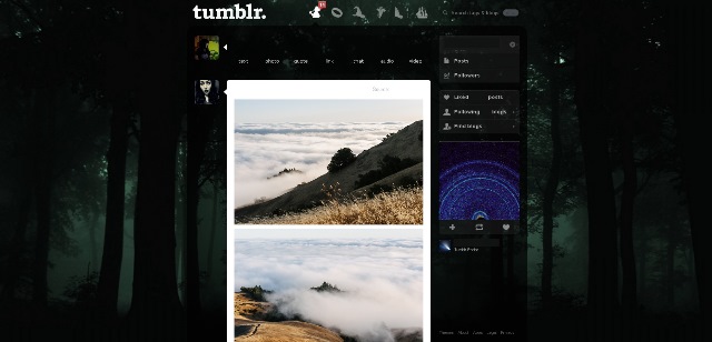 Misty green forest Tumblr dashboard