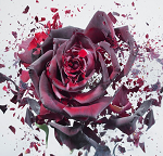 rosas d.p .m csa